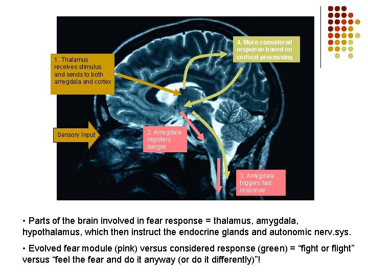 4. More considered response based on cortical processing 1. Thalamus receives stimulus and sends
