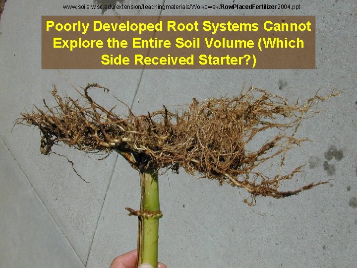 www. soils. wisc. edu/extension/teachingmaterials/Wolkowski/Row. Placed. Fertilizer 2004. ppt Poorly Developed Root Systems Cannot Explore
