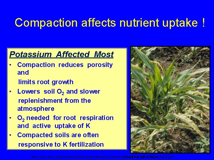 Compaction affects nutrient uptake ! Potassium Affected Most • Compaction reduces porosity and limits