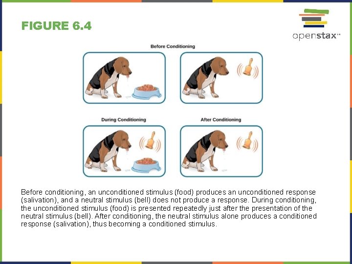 FIGURE 6. 4 Before conditioning, an unconditioned stimulus (food) produces an unconditioned response (salivation), FIGURE 6. 4 Before conditioning, an unconditioned stimulus (food) produces an unconditioned response (salivation),