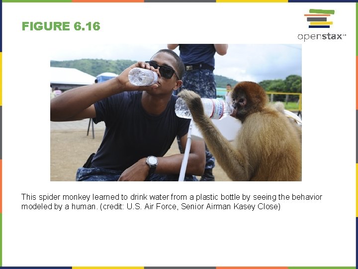 FIGURE 6. 16 This spider monkey learned to drink water from a plastic bottle FIGURE 6. 16 This spider monkey learned to drink water from a plastic bottle
