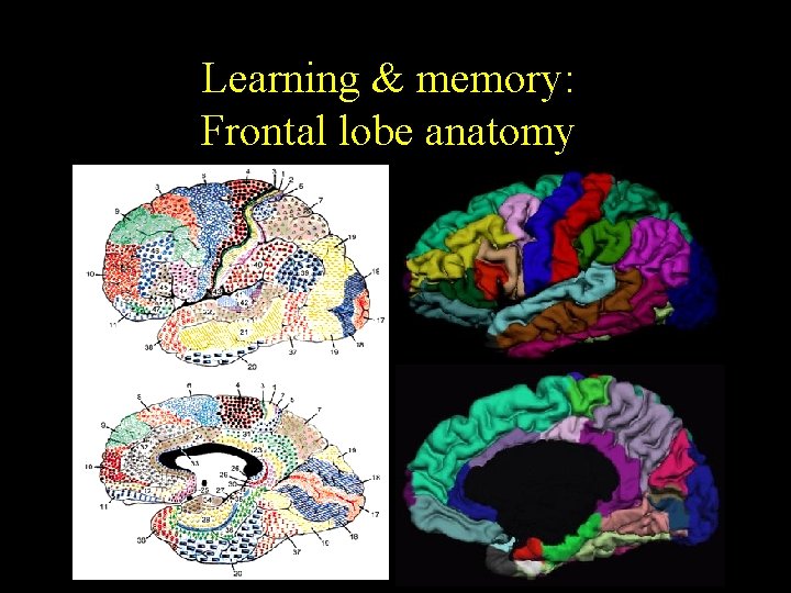 Learning & memory: Frontal lobe anatomy 