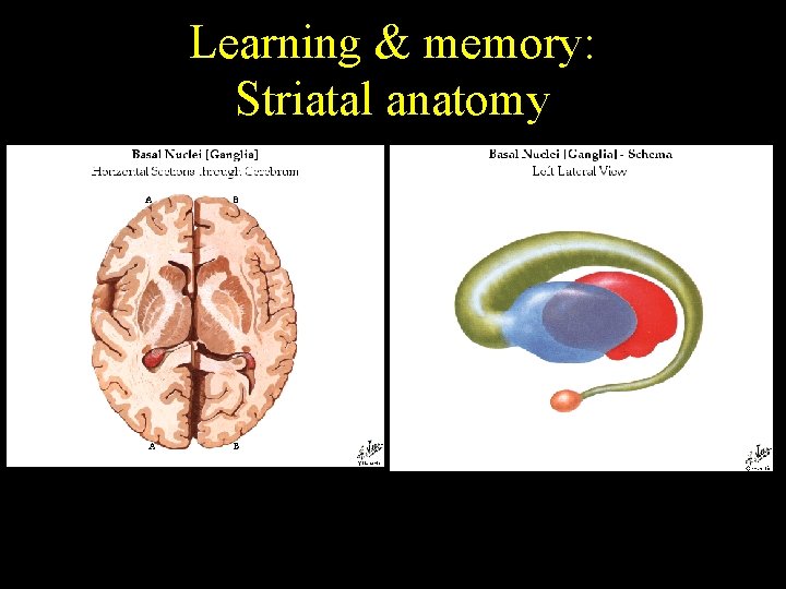 Learning & memory: Striatal anatomy 