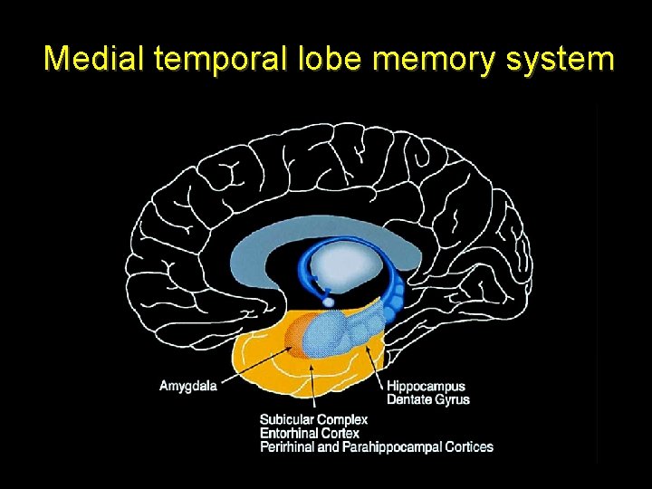 Medial temporal lobe memory system 