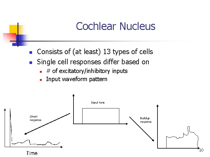 Cochlear Nucleus n n Consists of (at least) 13 types of cells Single cell
