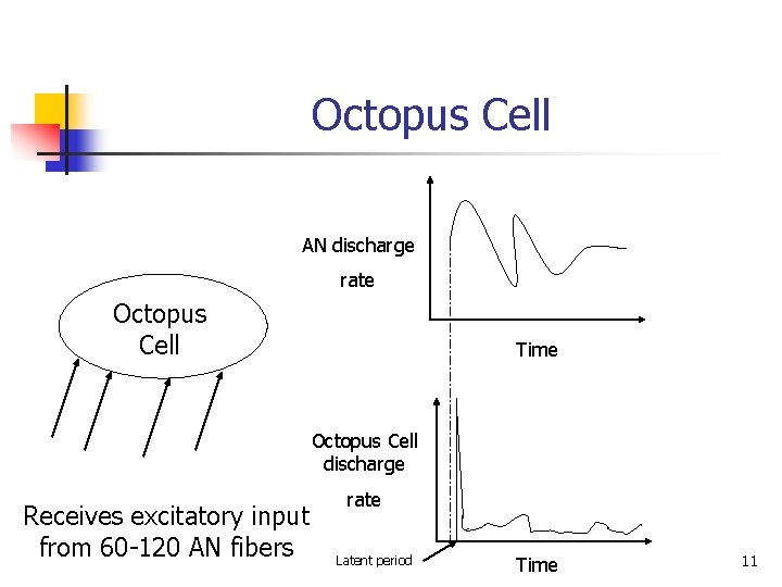Octopus Cell AN discharge rate Octopus Cell Time Octopus Cell discharge Receives excitatory input