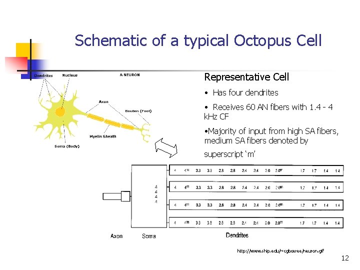 Schematic of a typical Octopus Cell Representative Cell • Has four dendrites • Receives