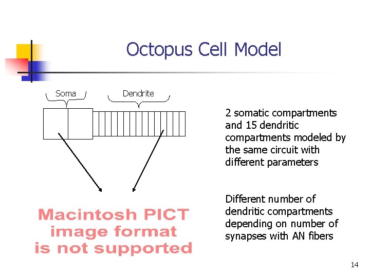 Octopus Cell Model Soma Dendrite 2 somatic compartments and 15 dendritic compartments modeled by