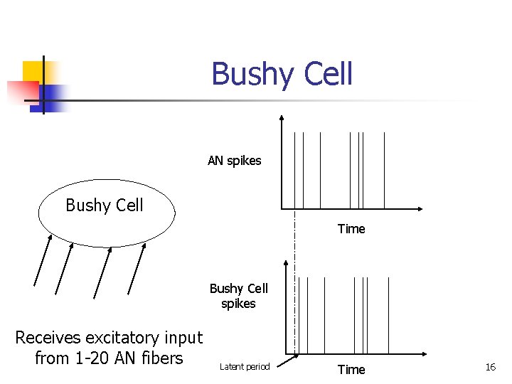 Bushy Cell AN spikes Bushy Cell Time Bushy Cell spikes Receives excitatory input from