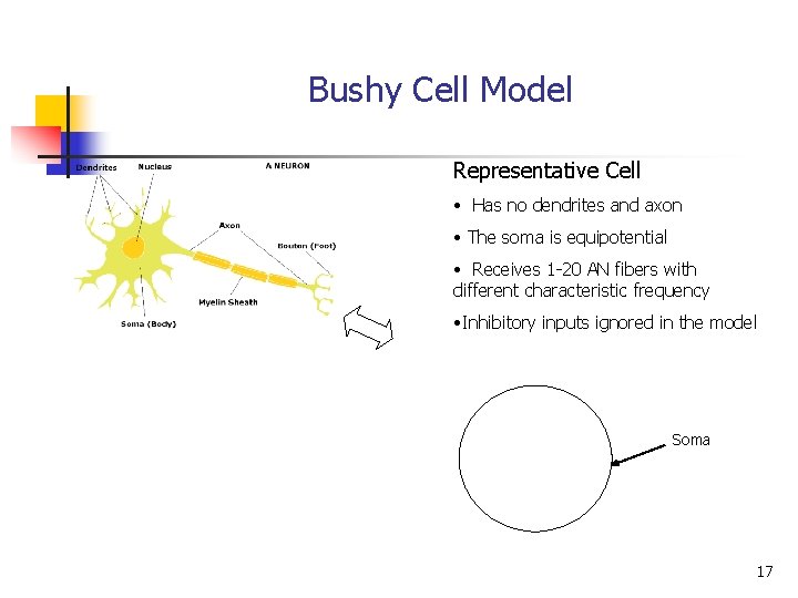 Bushy Cell Model Representative Cell • Has no dendrites and axon • The soma