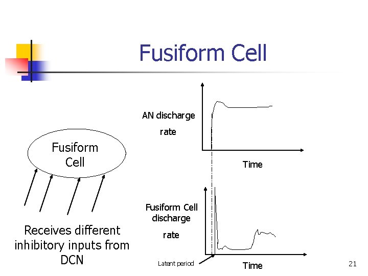 Fusiform Cell AN discharge rate Fusiform Cell Receives different inhibitory inputs from DCN Time