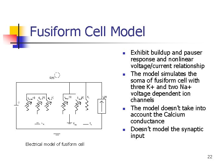 Fusiform Cell Model n n Exhibit buildup and pauser response and nonlinear voltage/current relationship