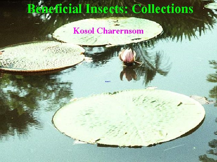 Beneficial Insects: Collections Kosol Charernsom 