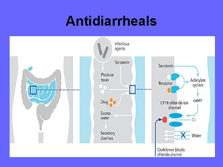 Antidiarrheals 