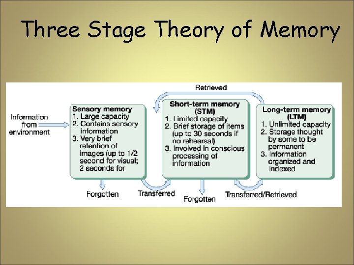 Three Stage Theory of Memory 