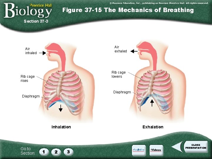 Figure 37 -15 The Mechanics of Breathing Section 37 -3 Air exhaled Air inhaled