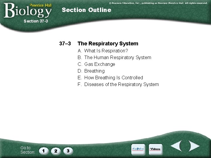 Section Outline Section 37 -3 37– 3 The Respiratory System A. B. C. D.