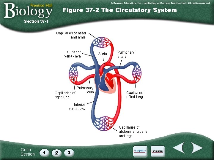 Figure 37 -2 The Circulatory System Section 37 -1 Capillaries of head and arms