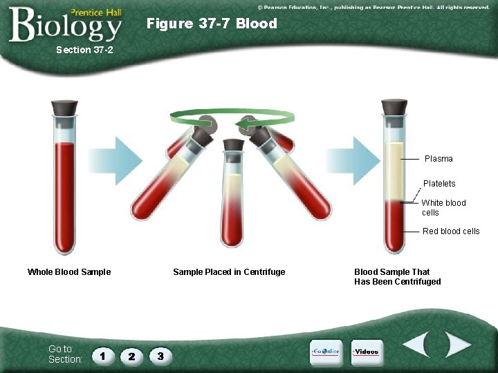 Figure 37 -7 Blood Section 37 -2 Plasma Platelets White blood cells Red blood
