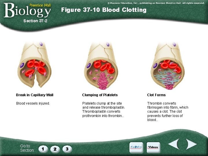 Figure 37 -10 Blood Clotting Section 37 -2 Break in Capillary Wall Clumping of