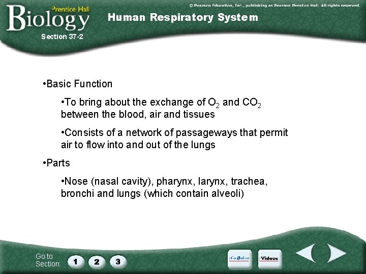 Human Respiratory System Section 37 -2 • Basic Function • To bring about the