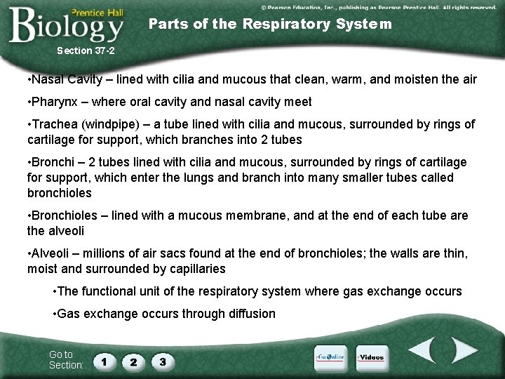 Parts of the Respiratory System Section 37 -2 • Nasal Cavity – lined with