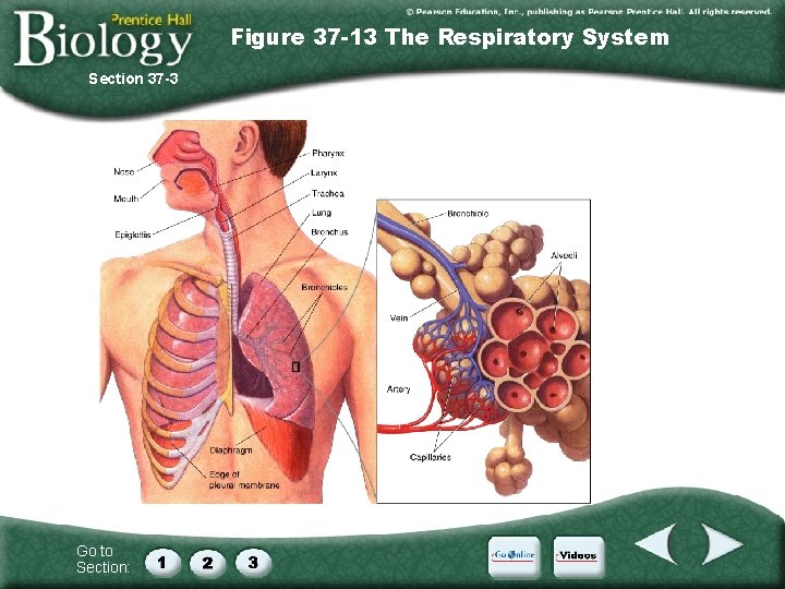 Figure 37 -13 The Respiratory System Section 37 -3 Go to Section: 