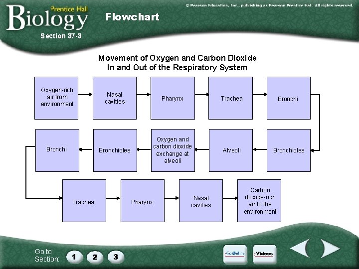 Flowchart Section 37 -3 Movement of Oxygen and Carbon Dioxide In and Out of