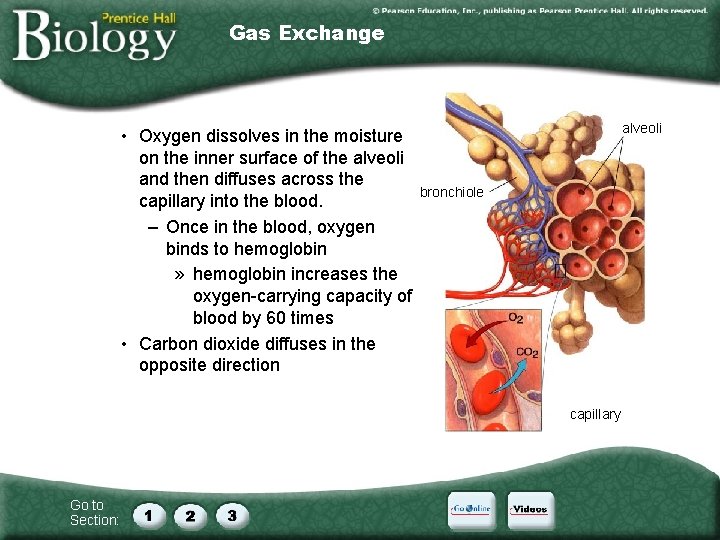 Gas Exchange • Oxygen dissolves in the moisture on the inner surface of the