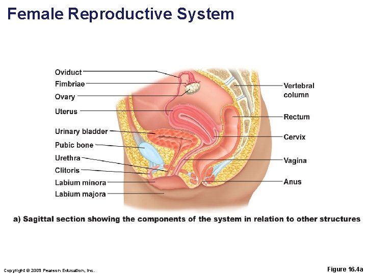 Female Reproductive System Copyright © 2009 Pearson Education, Inc. Figure 16. 4 a 