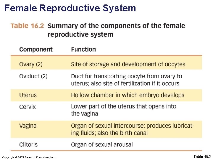 Female Reproductive System Copyright © 2009 Pearson Education, Inc. Table 16. 2 