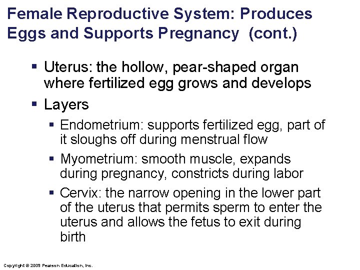 Female Reproductive System: Produces Eggs and Supports Pregnancy (cont. ) § Uterus: the hollow,