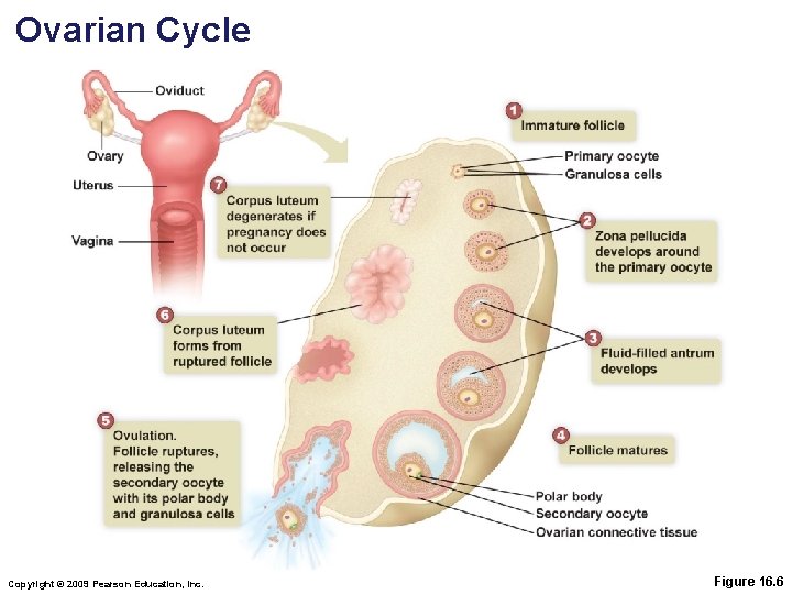 Ovarian Cycle Copyright © 2009 Pearson Education, Inc. Figure 16. 6 