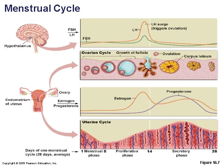 Menstrual Cycle Copyright © 2009 Pearson Education, Inc. Figure 16. 7 