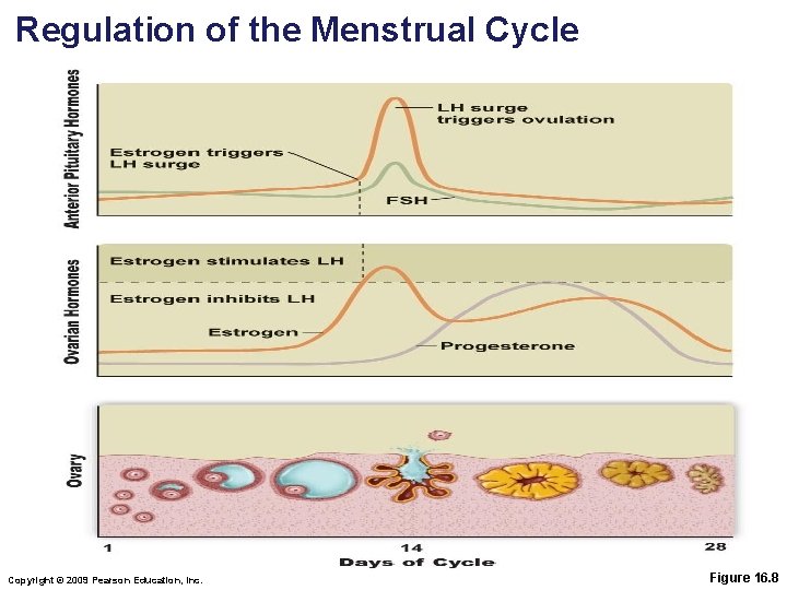 Regulation of the Menstrual Cycle Copyright © 2009 Pearson Education, Inc. Figure 16. 8