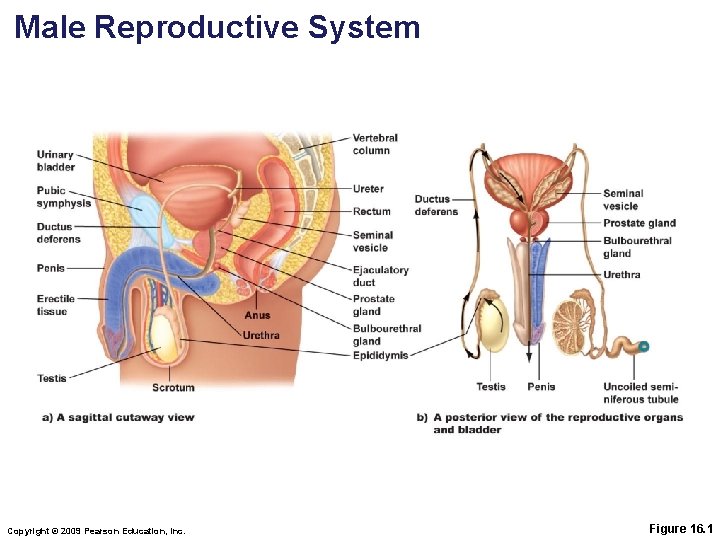 Male Reproductive System Copyright © 2009 Pearson Education, Inc. Figure 16. 1 