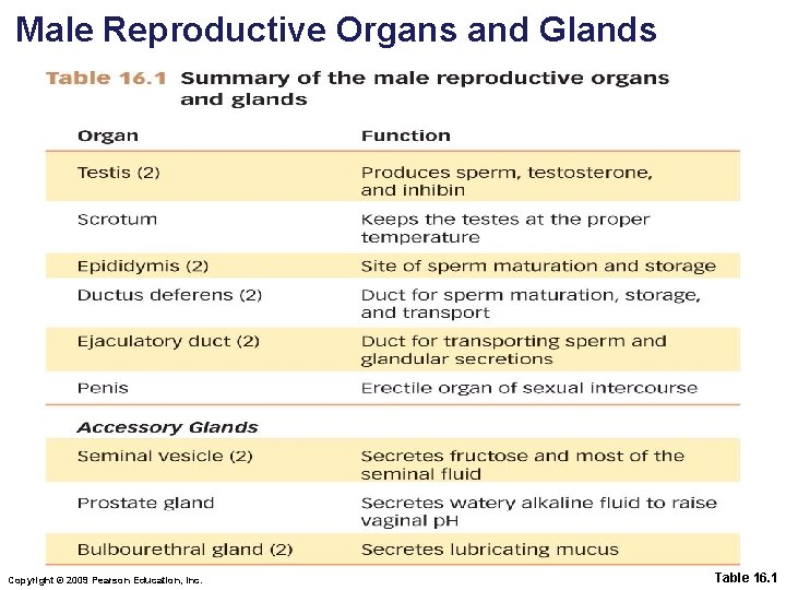 Male Reproductive Organs and Glands Copyright © 2009 Pearson Education, Inc. Table 16. 1