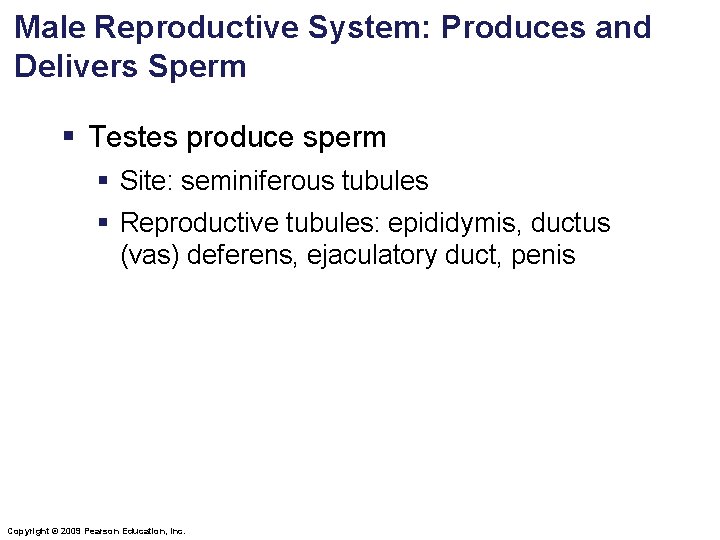 Male Reproductive System: Produces and Delivers Sperm § Testes produce sperm § Site: seminiferous