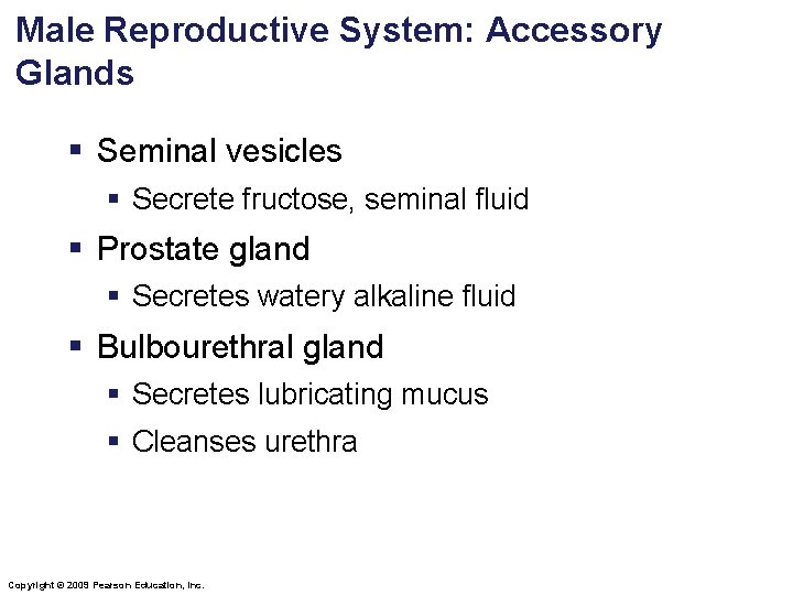 Male Reproductive System: Accessory Glands § Seminal vesicles § Secrete fructose, seminal fluid §