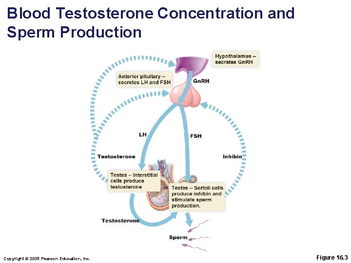 Blood Testosterone Concentration and Sperm Production Copyright © 2009 Pearson Education, Inc. Figure 16.