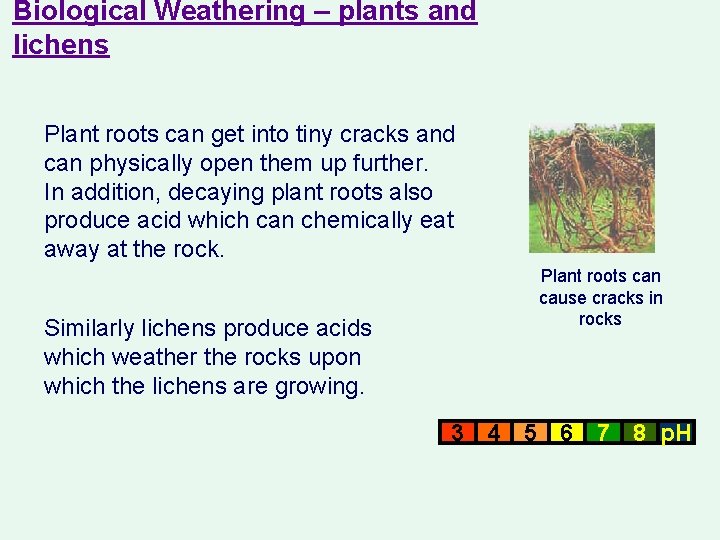 Biological Weathering – plants and lichens Plant roots can get into tiny cracks and Biological Weathering – plants and lichens Plant roots can get into tiny cracks and