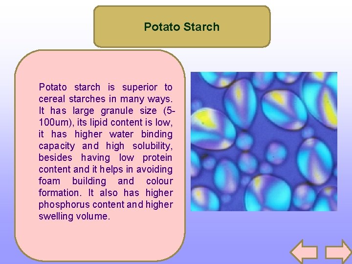 Potato Starch Potato starch is superior to cereal starches in many ways. It has