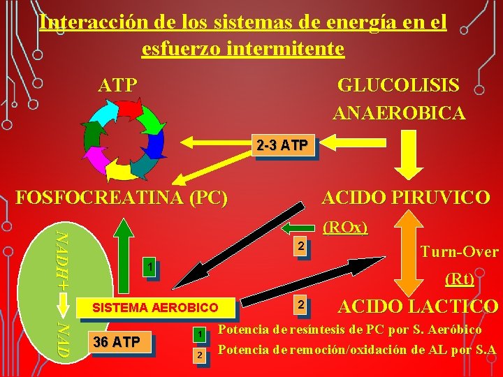 Interacción de los sistemas de energía en el esfuerzo intermitente ATP GLUCOLISIS ANAEROBICA 2