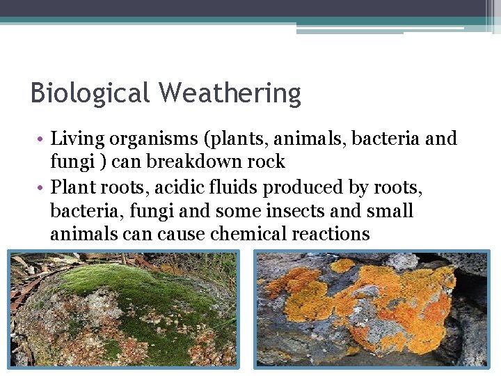 Biological Weathering • Living organisms (plants, animals, bacteria and fungi ) can breakdown rock