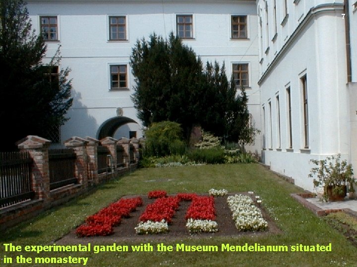 7 The experimental garden with the Museum Mendelianum situated in the monastery 