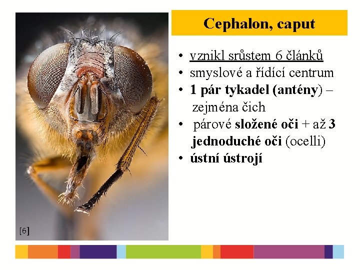 Cephalon, caput [7] • vznikl srůstem 6 článků • smyslové a řídící centrum •