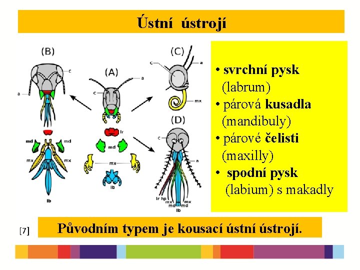 Ústní ústrojí [1] [5] [7] [10] [2] • svrchní pysk (labrum) • párová kusadla