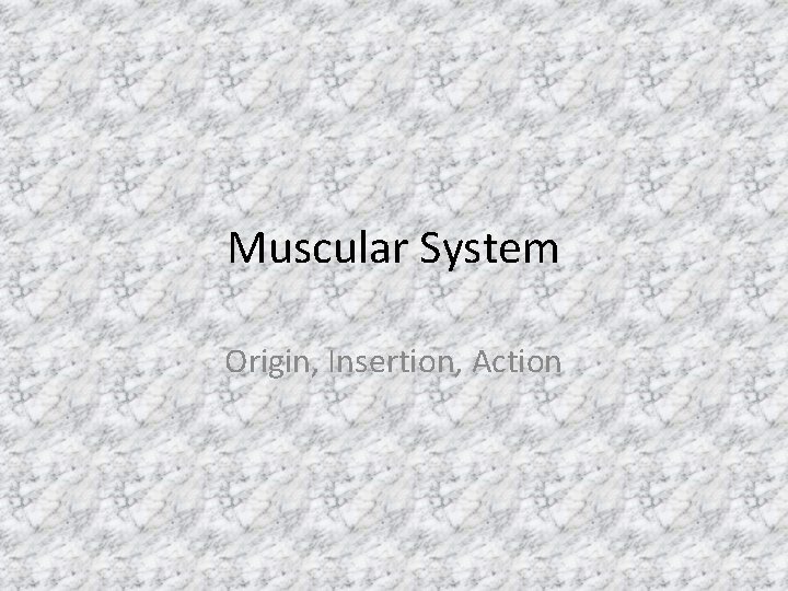 Muscular System Origin, Insertion, Action 