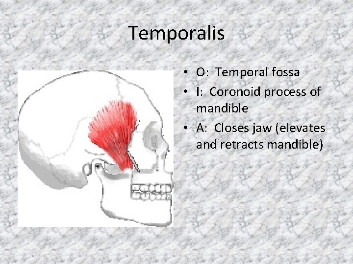 Temporalis • O: Temporal fossa • I: Coronoid process of mandible • A: Closes