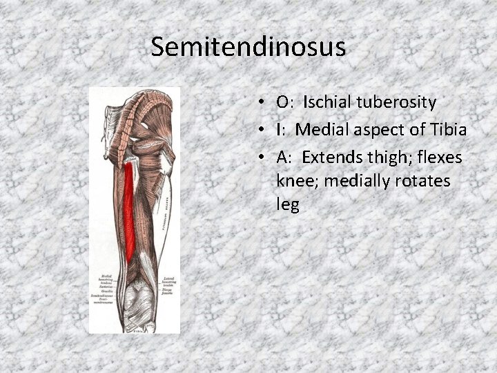 Semitendinosus • O: Ischial tuberosity • I: Medial aspect of Tibia • A: Extends